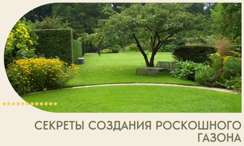 Секреты создания роскошного газона в Железногорске